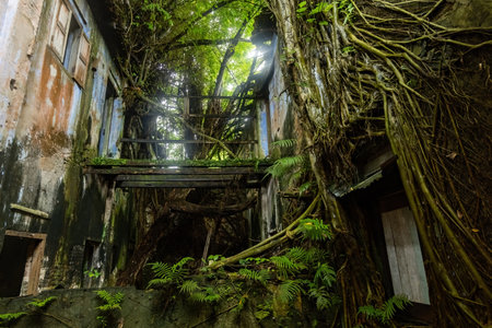 Old Chinese abandoned house covered with plants and roots in Papan Heritage village in Perak, Malaysiaのeditorial素材