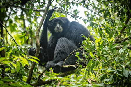 Black gibbon sitting on the tree in the jungle of Sumatra Indonesiaの写真素材