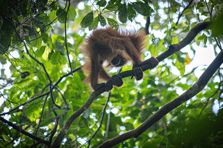 Baby orangutan on the tree in the rainforest of Sumatra, Indonesiaの写真素材