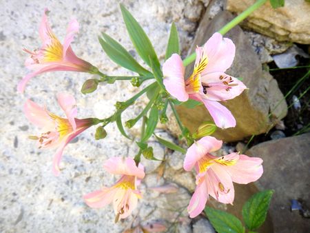 Summer holiday impressions - large flowers: pink daylily with tiger color on one petalの写真素材