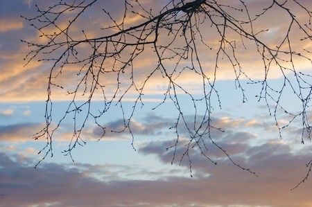 Provincial spring workdays - bare tree branches against a cloudy sky.の写真素材