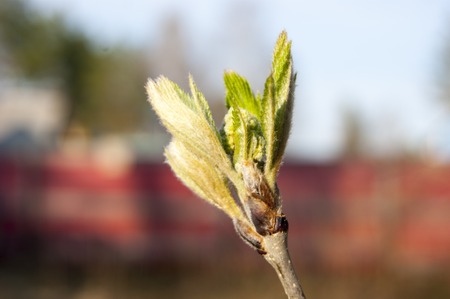 The first young fresh spring leaves on a tree branch are sticky, they smell bitter with resin.の写真素材