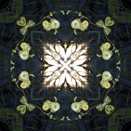 A collage of photos, pattern - spring willow twigs with fluffy buds and small leaves, young shoots,...