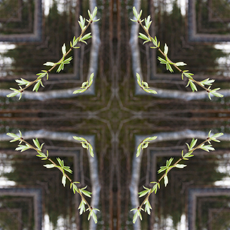 A collage of photos, pattern - spring twigs with buds and small leaves, young shoots, macro