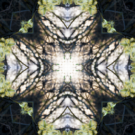 A collage of photos, pattern - spring willow twigs with fluffy buds and small leaves, young shoots, macroの写真素材