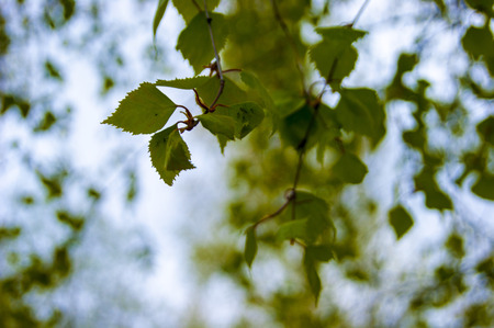 Young leaves of birch against the sky - smell a little pitchy warm resin, spring, cool - defocusの写真素材
