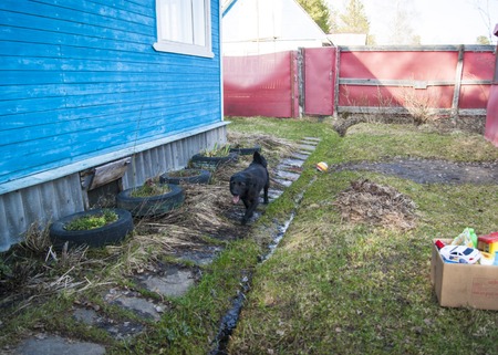 Early spring, the village, black mongrel dog runs from the red fence home through the young grass.の写真素材