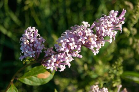 Spring flowers - a branch of pink blooming lilac against the background of green foliage. Aroma,...