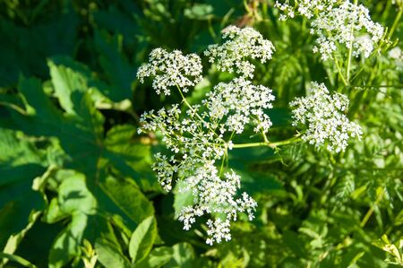 Summer. Wildflowers. Small white flowers, weeds on the background of greenery. Summer, photo bokeh