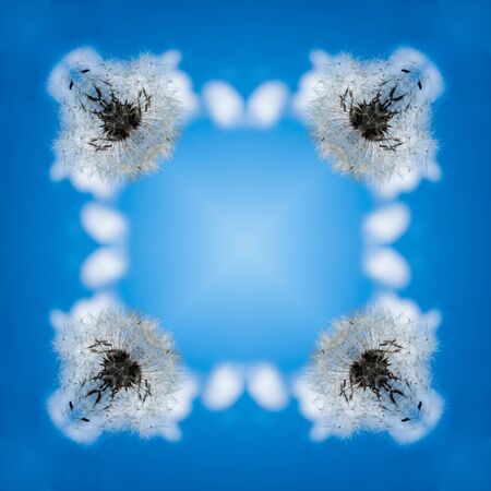 Kaleidoscope - pattern - a square from a photo. White dandelion heads against the blue sky. Summer,...