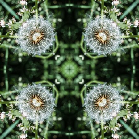 Kaleidoscope - pattern - a square from a photo. White dandelion heads against the background of...