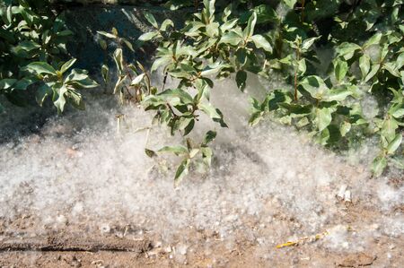 Poplar fluff, heat, July. A green bush stands in poplar fluff, like in a snowdrift. Poplar - green light earth. Oxygen production, air purification, but also the strongest allergen, allergy, tears, sneezingの写真素材