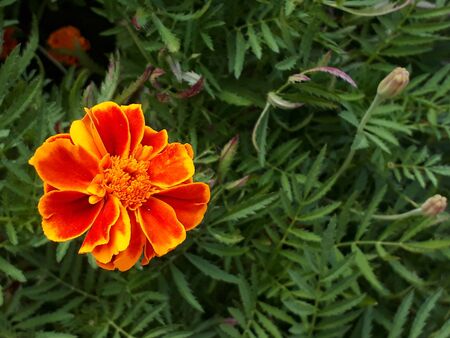 Orange flower among greenery. Marigold.の写真素材