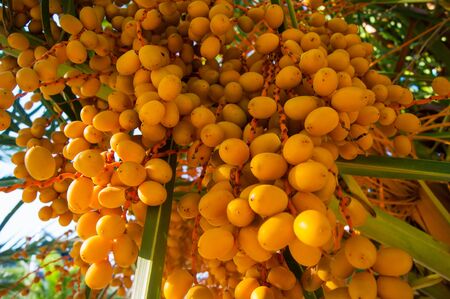 Orange Palm Fruits - Canary Date Palm.の写真素材