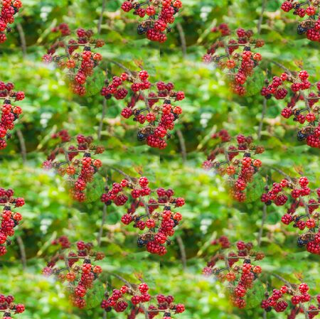 Seamless texture from the photo, endless pattern. Square. Background for a website, blog or app. Textiles, wallpapers, packaging. Red unripe blackberry berries against the background of leavesの写真素材