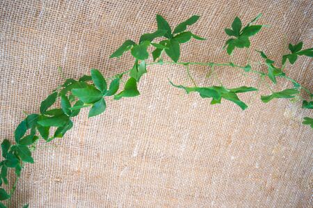A branch of green ivy stretches along the ceiling of the room, covered with beige natural cloth. Gaule len cottonの写真素材