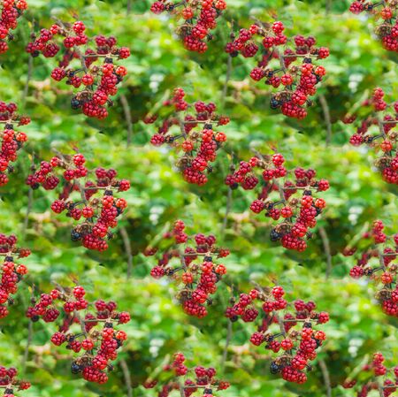 Seamless texture from the photo, endless pattern. Square. Background for a website, blog or app. Textiles, wallpapers, packaging. Red unripe blackberry berries against the background of leavesの写真素材