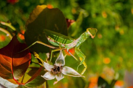 Mantis hides among the leaves of plants in the summer garden. Sunny summer day, side, rear focus, warmth, brightness, radianceの写真素材