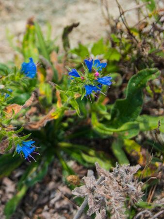 Small blue mountain flowers in the Caucasian mountains. Summer, warmth, plants, beauty, disfocus.の写真素材