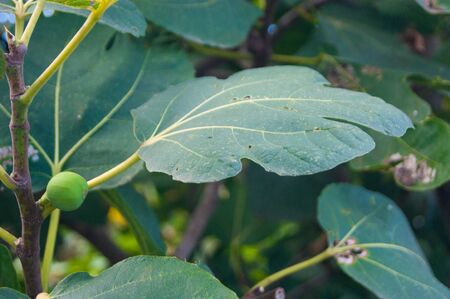 The little fruit of the date was tied on a tree branch. Garden, fertility, gifts of nature. Fruit....