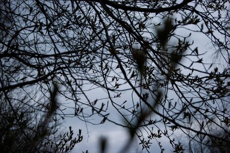 Spring. Thin bare tree branches with new fresh young opening leaves against the sky. The background is in the focus. Graphics, tenderness, lifeの写真素材