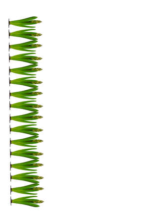 Spring. They cursed from the bulbs of hyacinth. Frame on a vertical white sheet of A4 format. Isolate. Seasons. Plants.のイラスト素材