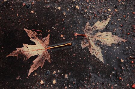 two fallen leaves on the asphaltの写真素材