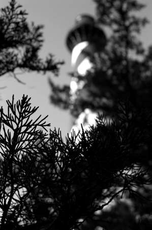 lighthouse and fir branchesの写真素材