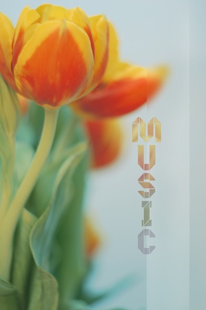 red and yellow tulipsの写真素材