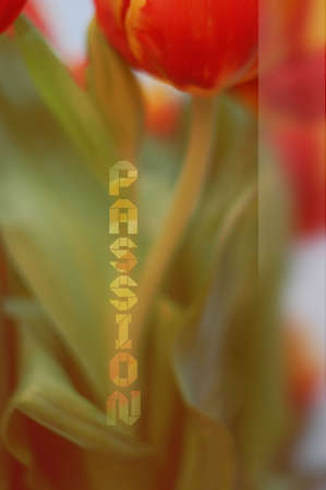 red and yellow tulipsの写真素材