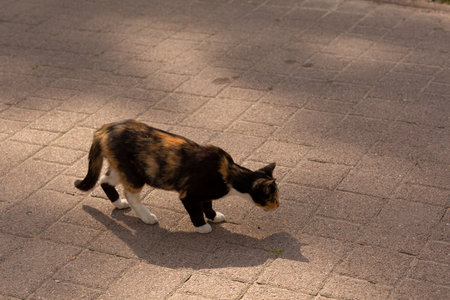 Tricolor cat on the pavementの写真素材