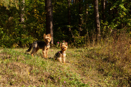 Two Yorkshire Terrier dogs in a sunny clearing near the forestの写真素材