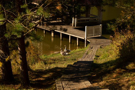 The river bank with a pier in the morning light, 2 geese walk along the shoreの写真素材