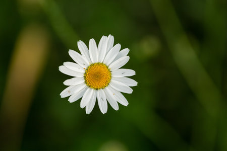 White chamomile on a natural green background in summer