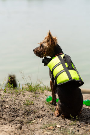 A small dog in a life jacket sits on the shore of a pondの写真素材