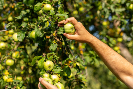 A man harvests ripe green apples