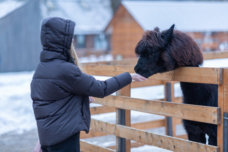 A young woman treats a carrot to a black alpacaの写真素材