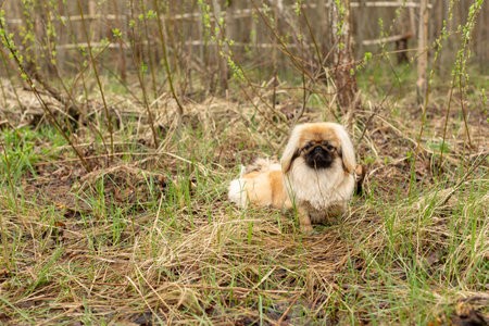 The Pekingese is sitting on the grassの写真素材