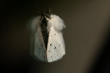 Spilosoma lubricipeda, White Fluffy Moth Macro Butterfly Flying Insectの写真素材