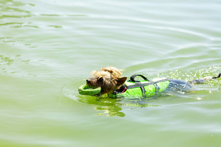 A dog in a swimming vest swims with a toy in an open pondの写真素材