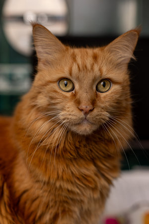 Portrait of a red cat of the Maine Coon breedの写真素材