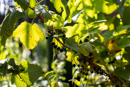Black current berries on a bushの写真素材