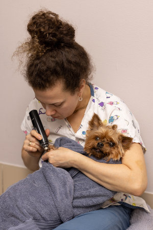 A groomer cuts the claws of a dog, the principle of soft swaddlingの写真素材