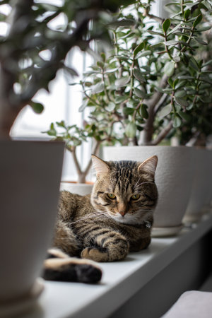 The cat is lying on the windowsillの写真素材