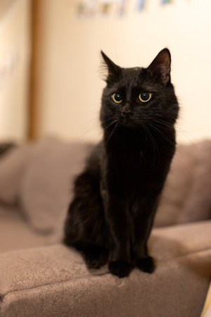 A black fluffy cat is sitting on the couchの写真素材