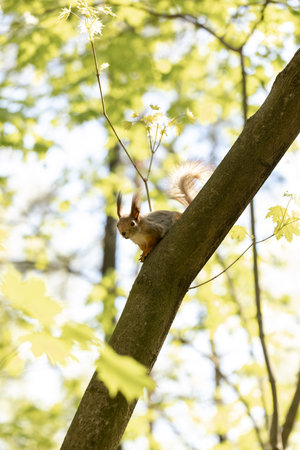 Squirrel on a tree in a sunny spring forest