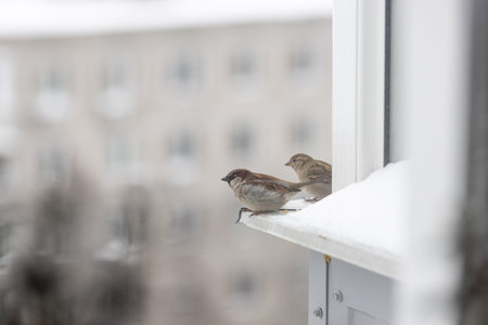 Two house sparrows sit on a metal windowsill covered in snow, against the backdrop of a blurred facade of a residential building â a quiet winter city sceneの写真素材