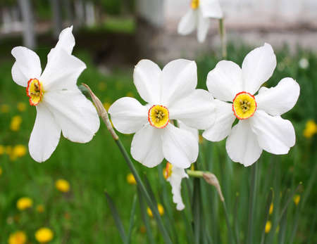 flowersの写真素材