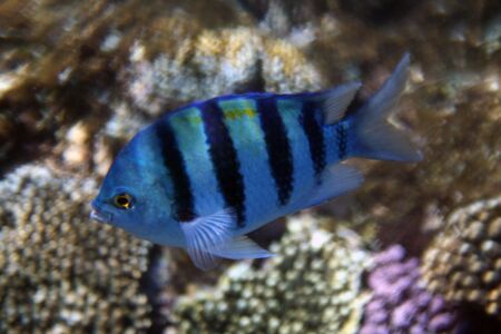 abudefduf sea fish near coral reef underwaterの写真素材