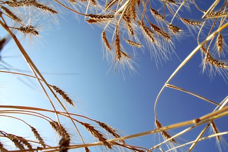 Ripe Wheat Ears against Blue Sky Backgroundの写真素材